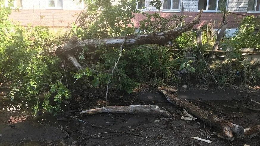 24 мая саратов. Управляющая компания Тополь Саратов. Упавшее дерево. Упало дерево Удельная. Упавшее дерево арт.