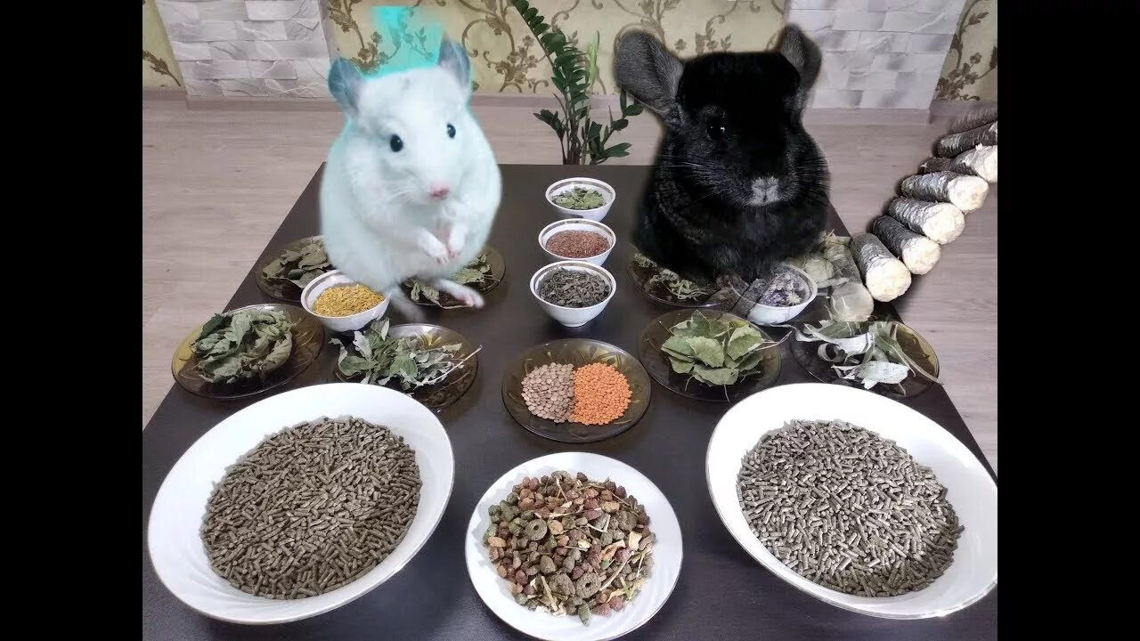 Какую траву давать шиншилле