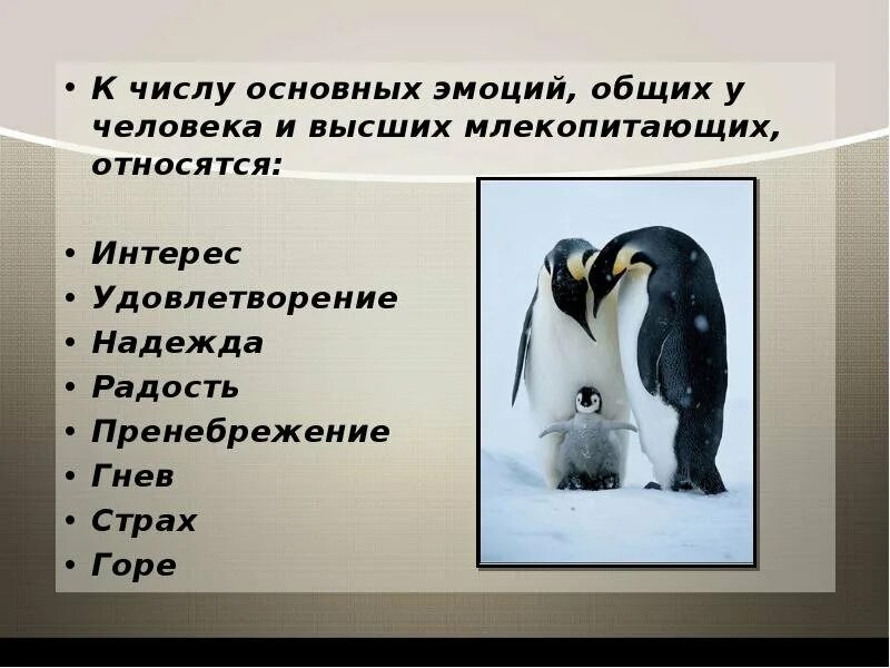 Выражение эмоции у животных. Эмоции животных доклад. эмоции у животных презентация. презентация про эмоции животных в рисунках и фотографиях. эмоции у животных 4 класс.