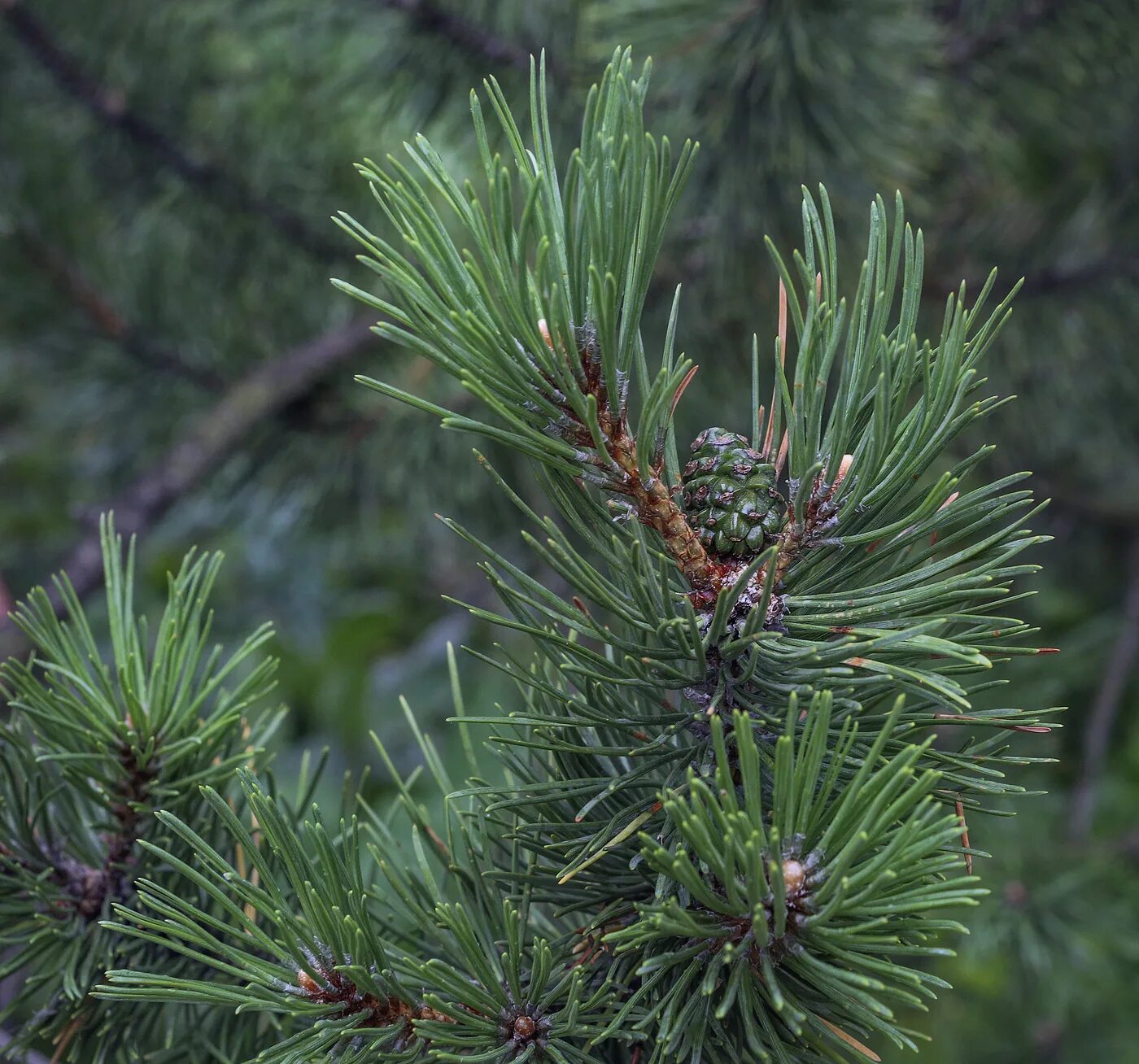 Pinus uncinata 'Tukan'. Род сосна. Представители рода сосна. Род сосновые.