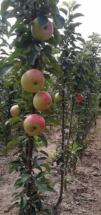 Саженцы яблони Васюган купить в Карабаново Товары для дома и дачи Авито
