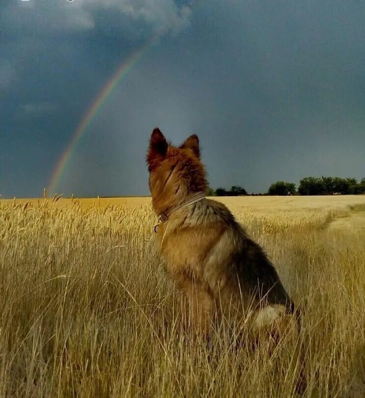 Увидеть радугу нужно пережить. Чтобы увидеть радугу надо пережить грозу. Чтобы увидеть радугу. Чтобы увидеть радугу надо пережить дождь картинки. Пёс который увидел радугу.