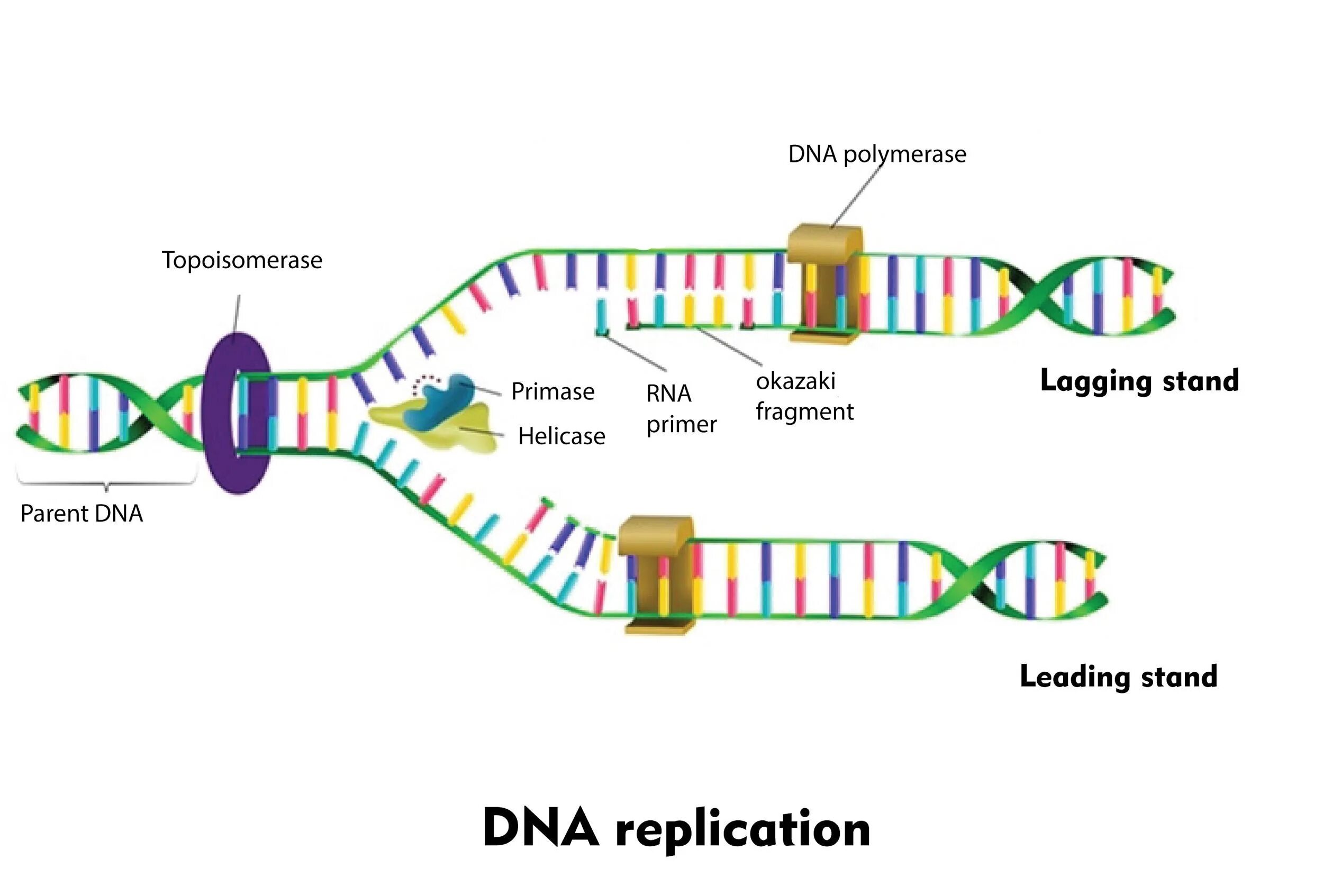 Фермент хеликаза. Ферменты репликации ДНК. Топоизомераза в репликации ДНК. РНК праймер в репликации ДНК. Праймер в репликации ДНК это.