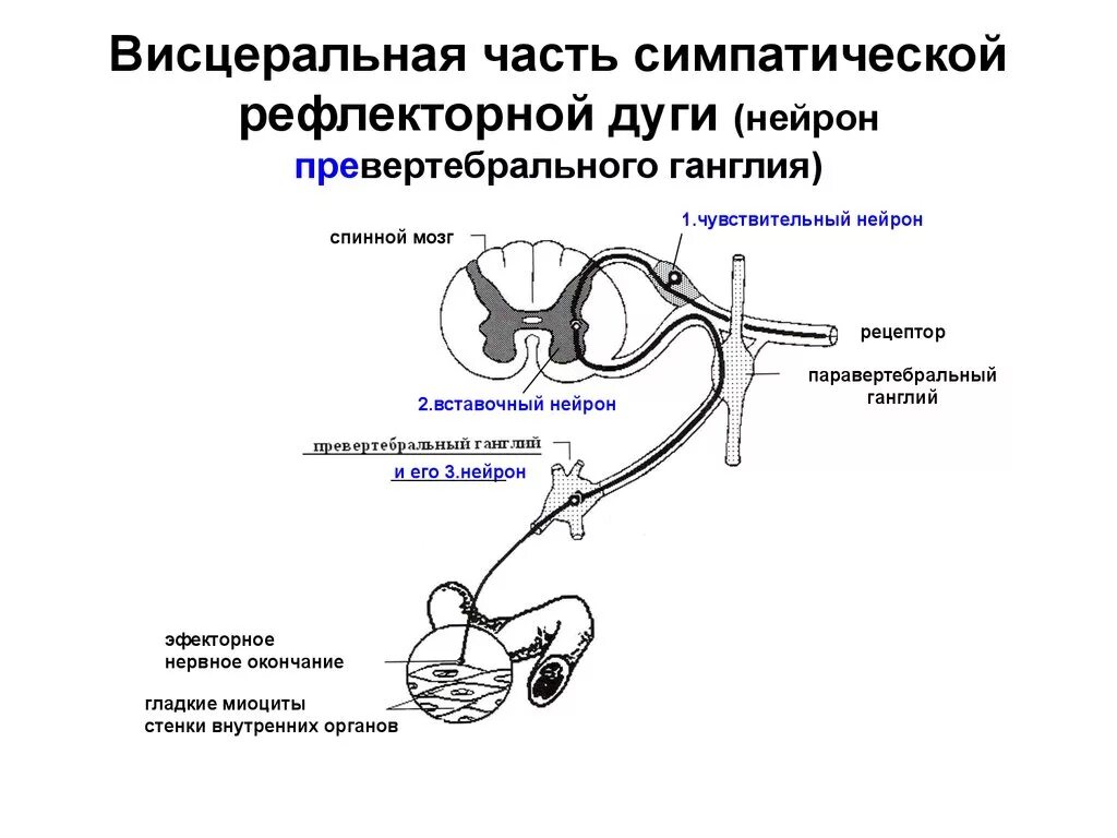 Схему строения рефлекторной дуги симпатического. Схема симпатической вегетативной рефлекторной дуги гистология. Схема рефлекса парасимпатической нервной системы. Схема вегетативного парасимпатического рефлекса.