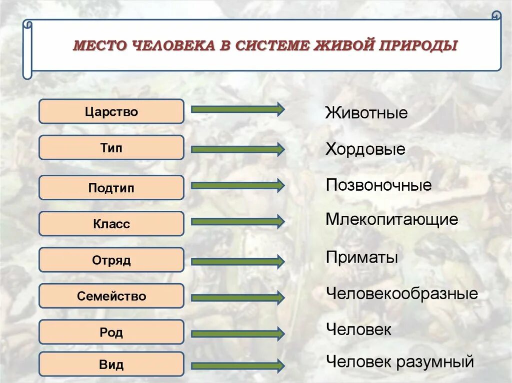 Таблица царство вид отряд. Человек царство Тип класс отряд семейство род. Царство Подцарство Тип Подтип класс отряд семейство род вид животных. Царство Тип класс отряд вид. Место человека в системе царства животные.