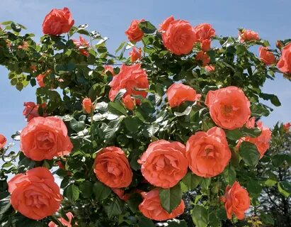 Rose skies
