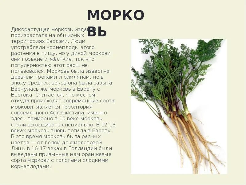 Предок моркови. Дикая морковь растение. Окультуривание диких растений. Окультуривание дикорастущих растений.