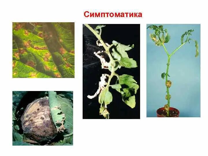 Фитопатогенные микроорганизмы. Бактерии фитопатогены. Фитопатогенные грибы. Фитопатология растений. Грибы вызывают заболевания растений и животных