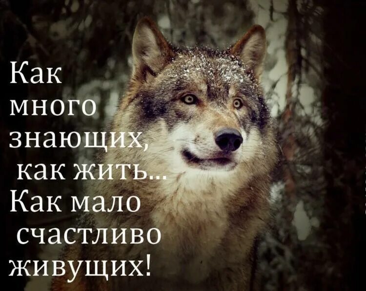 Как много знающих как жить как мало. Как много знающих как жить. так много знающих как жить так мало счастливо живущих. с волками жить по волчьи выть. как мало счастливо живущих.