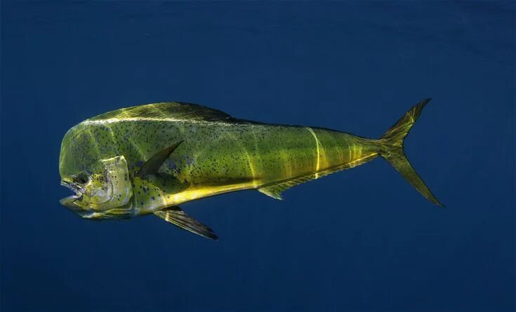 Корифена большая (Coryphaena hippurus) или mahi-mahi GameFishing - Трофейная рыб