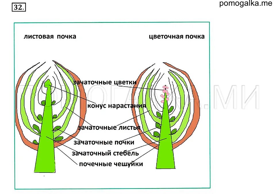 Лабораторная работа по биологии определение местоположения почек. Схема строения почки растения. Строение листовой почки. Строение генеративной почки. Строение почки 6 класс биология.