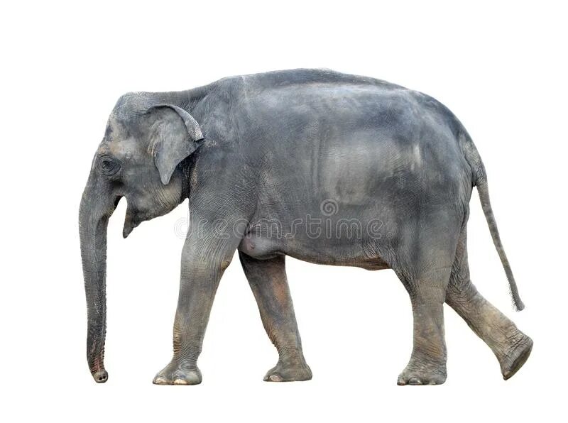 Стоящий слоник. Слон серый. Азиатский слон. Слон в полный рост. Стоящий слон.