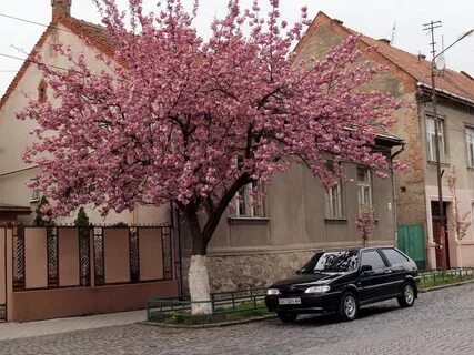 Сакура поселок