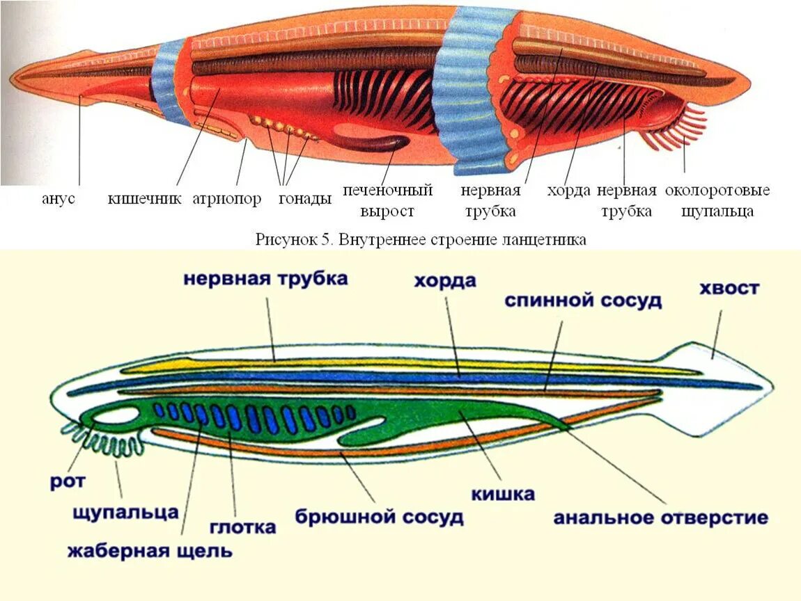 Назовите признаки хордовых животных