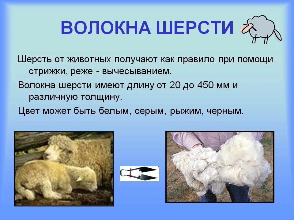 Слово овчинный. Сообщение про шерсть. Шерсть презентация. Доклад на тему шерсть. Шерсть натуральное волокно животного происхождения.