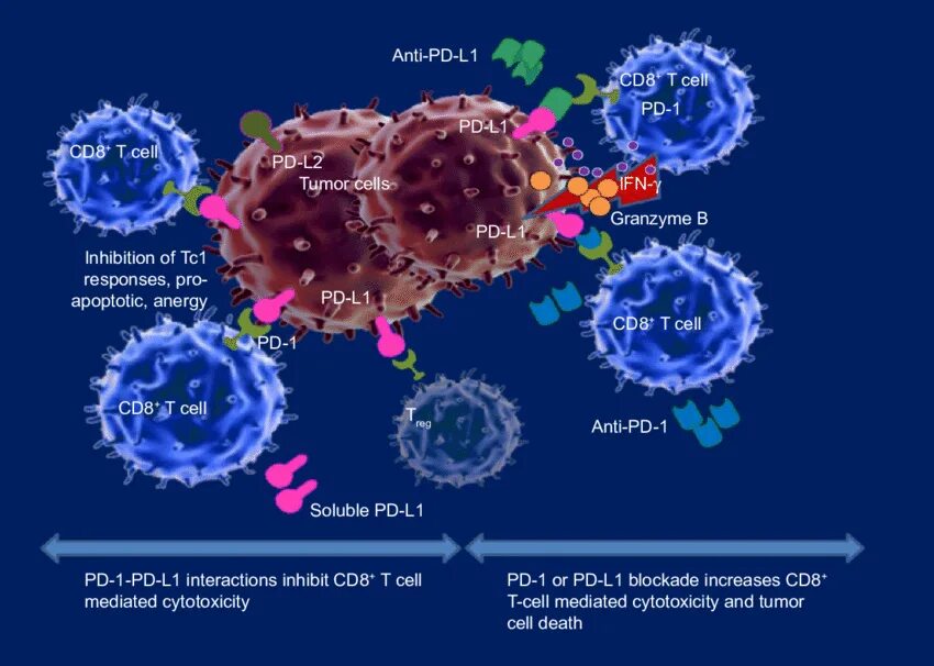 Ингибиторы иммунологических контрольных точек. Cd8 клетки. Иммунные контрольные точки. PD-1 and PD-l1 inhibitors. Ингибиторы рака