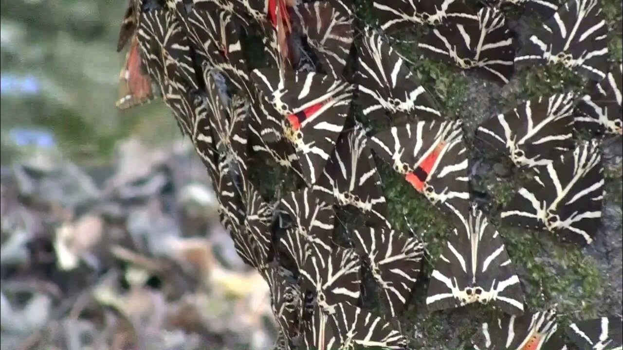 Долина бабочек родос фото Butterflies Restaurant Valley Butterflies Callimorpha Quadripunctaria Restaurant