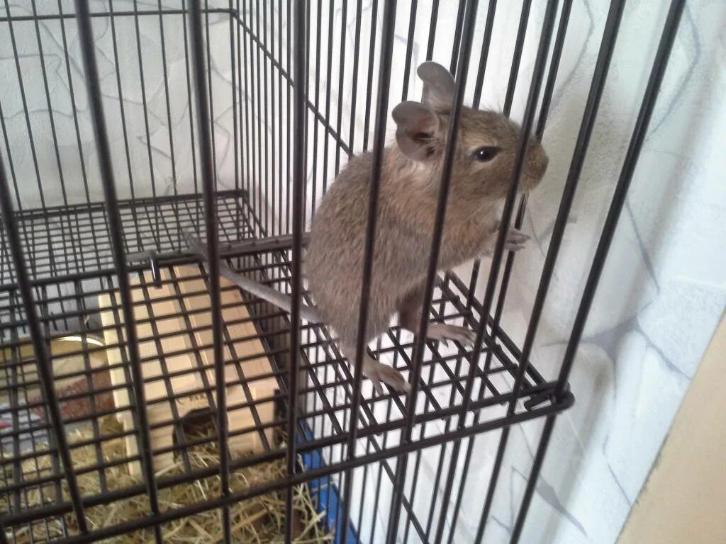 белки из зоомагазина дегу. дегу в зоомагазине. чилийские белки дегу. белка маленькая домашняя. домашняя белка.