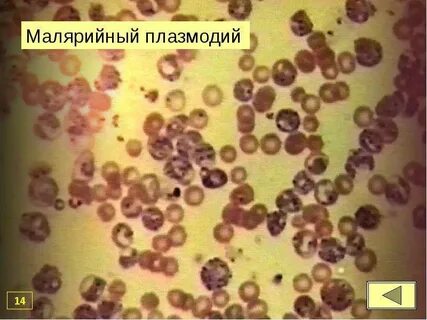 Паразиты человека малярийный плазмодий