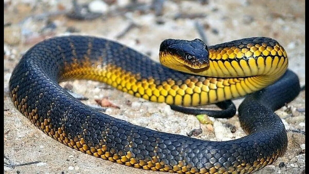 Snakes are dangerous. Тайпан австралийская тигровая змея. Тигровая змея (Notechis scutatus). Ядовитая змея Тайпан. Тигровая змея черная.