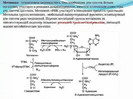 Сколько видов аминокислот участвуют в синтезе белков