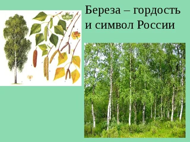 Береза национальное дерево. Береза символ России. Символы россииереза. Берёза символ России для дошкольников. Береза символ.