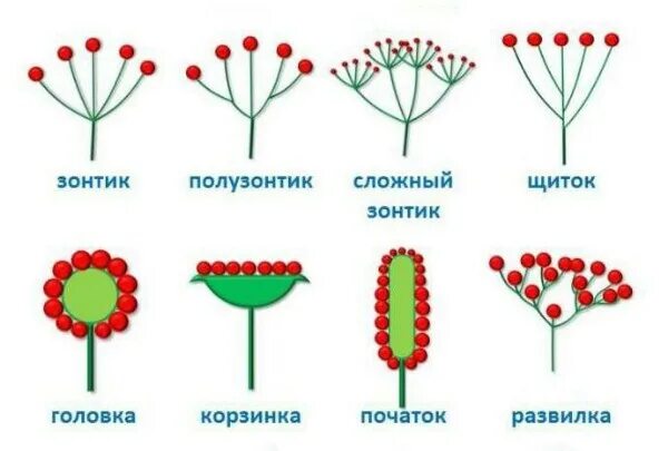 Сложные и простые цвета. Соцветия классификация соцветий. Соцветие полузонтик. Схема соцветия щиток. Сложный щиток соцветие схема.