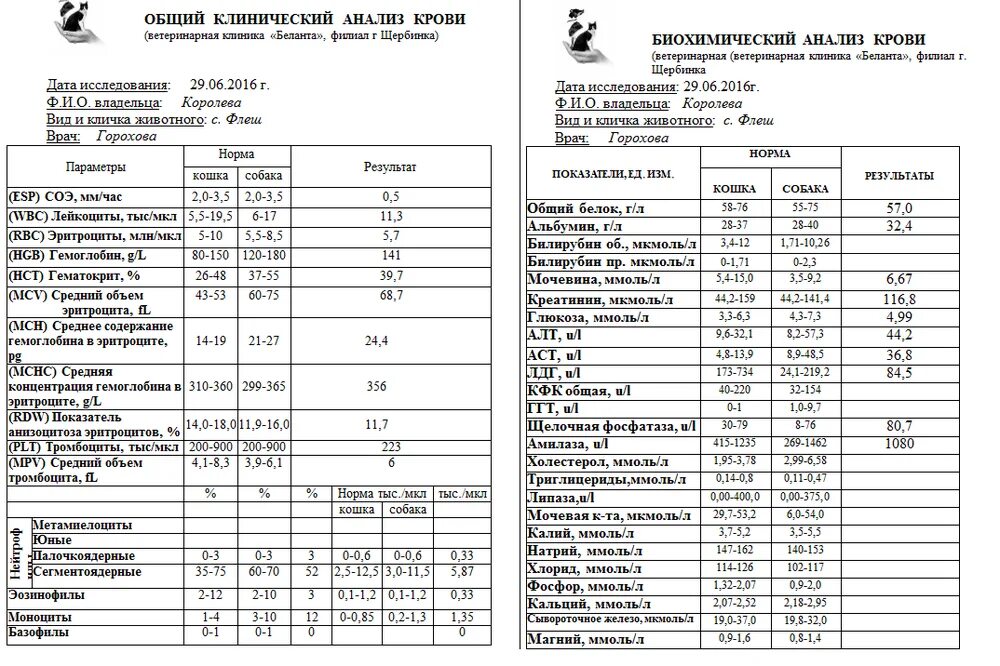 Анализы биохимии собаки