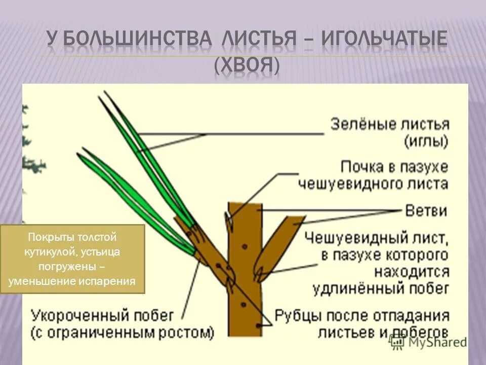 Веток время работы