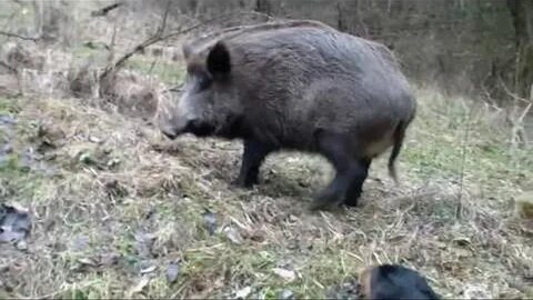 Едят ли кабаны кабанов