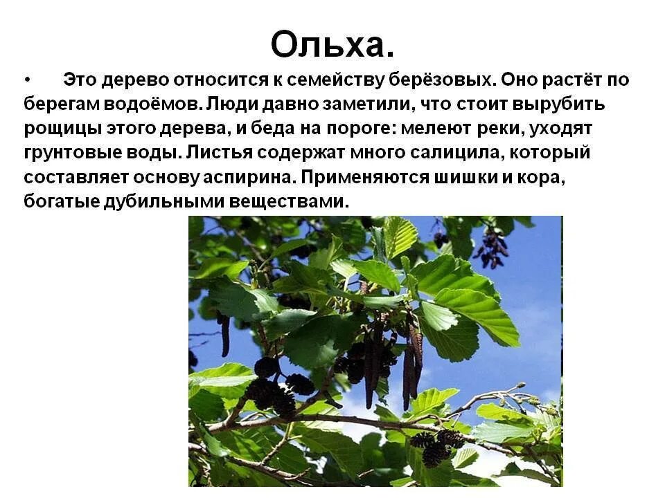 Ольха приморская купить в Москве, растения по цене от 490 руб. в питомнике и инт