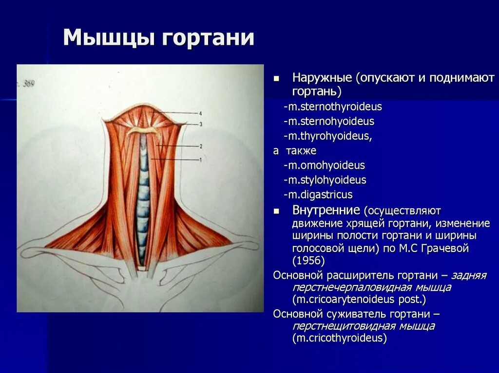 Строение шеи и горла