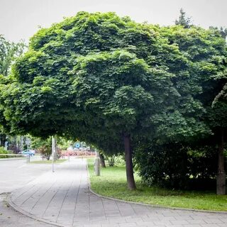 Клен глобозум