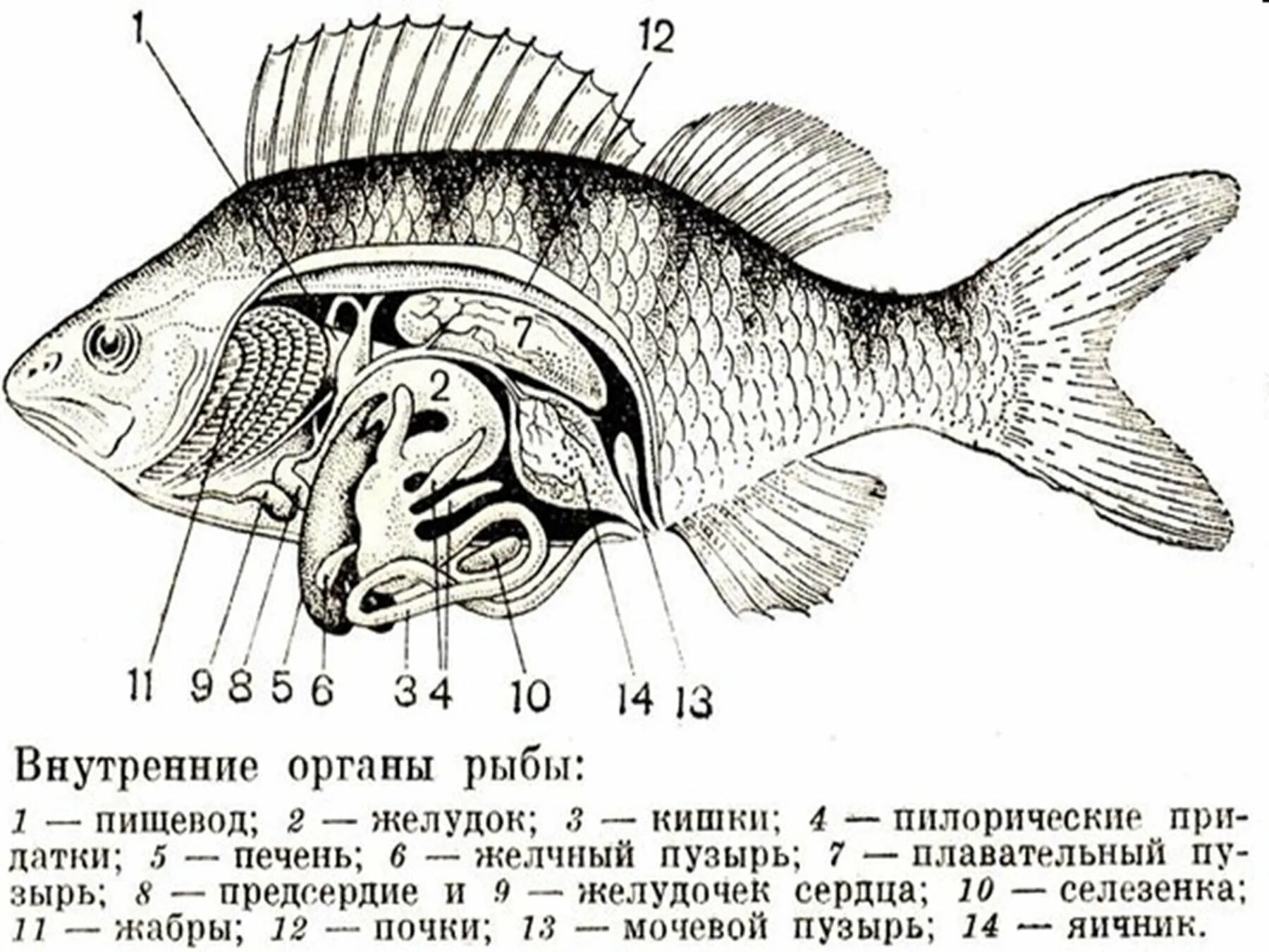 Внутреннее строение карася. Внутреннее строение рыбы схема. Внутреннее строение костной рыбы 7 класс. Внутреннее строение костной рыбы окуня. Внутреннее строение рыбы биология.