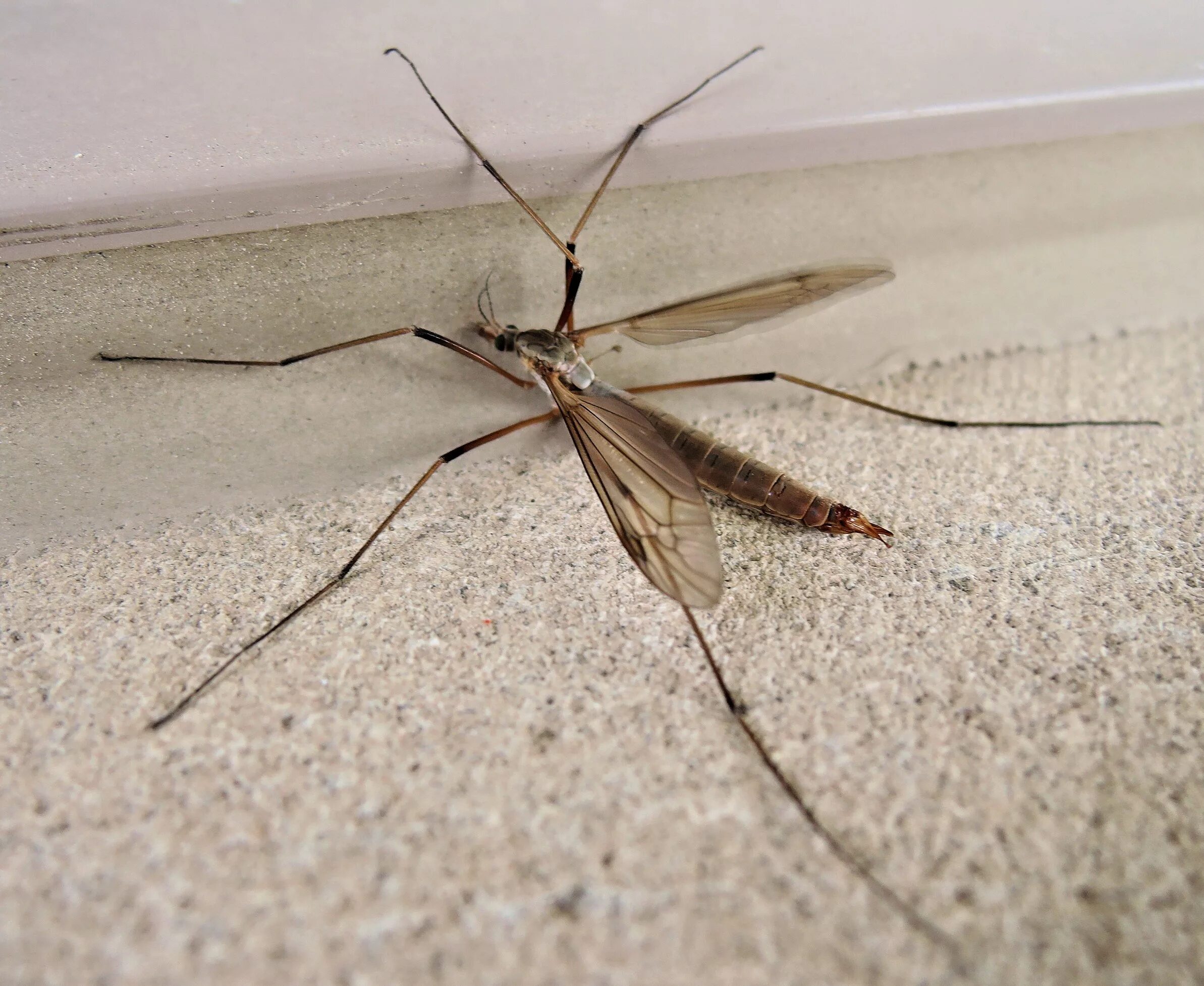 Большое насекомое похожее. Карамора комар долгоножка. Малярийный комар большой комар. Муха долгоножка. Долгоножка кольчатая.