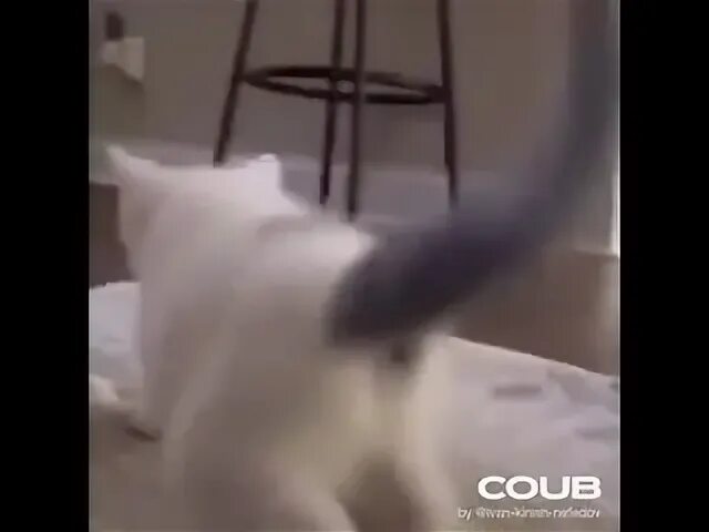 Котик трясется. Кот виляет. кот трясется. кот трясет попой. кот виляет попой.