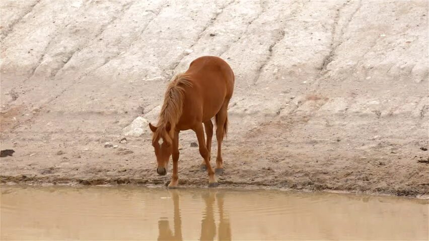 Horse drink. Camel animal drinking Water. Horse Drink Water. The Horse is drinking Water. Horse Drink Water illustration.