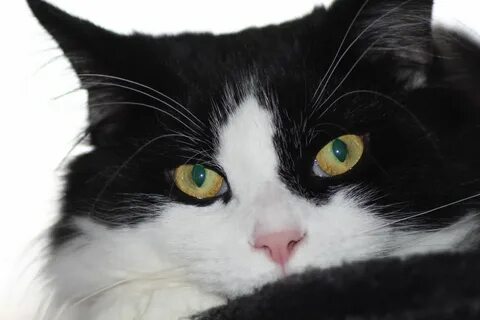 Мемный черно белый кот