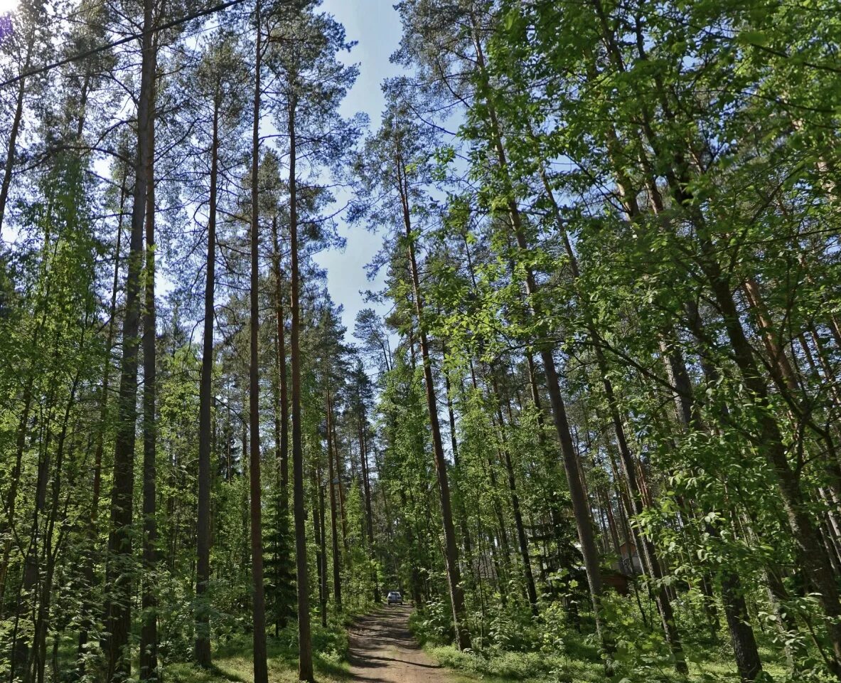 щучье озеро санкт-петербург. деревня комарово ленинградская область. посёлок комарово карелия. комарово ленобласть. погода на неделю в комарово ленинградской.