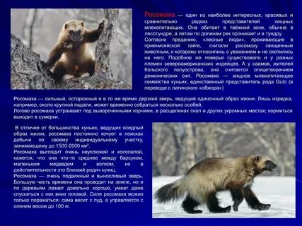 Как пишется слово росомаха
