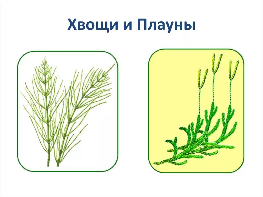 Хвощи и плауны это. Папоротники хвощи плауны ЕГЭ. Плауны Хвощевидные. Плауны 5 класс биология. Плаун булавовидный гербарий.