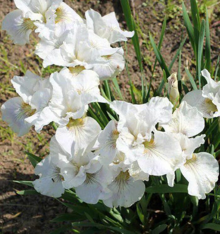 Ирис сибирский мисс эппл. Ирис сибирский нот квайт вайт. Ирис сибирский not quite white. Quite white. Ирис сибирский нот куайт вайт.