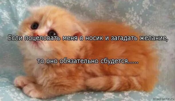 Тык мем с котом. Кот лопает. Кусь мем с котом. Бесят пунькать мне в носик. Буп в носик.