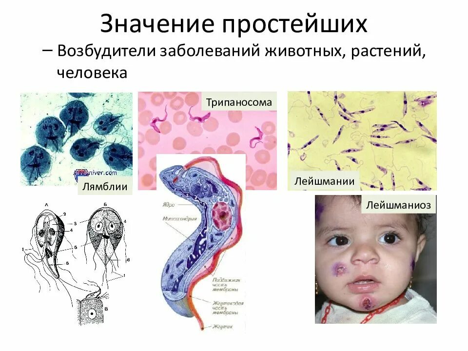 Инфекции вызванные простейшими. Трипаносома и лейшмания. Простейшие возбудители заболеваний человека. Заболевания вызываемые простейшими. Болезни вызывающие простейшими.