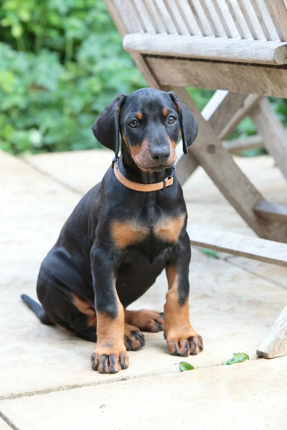 Собака доберман щенок. Собака доберманша щенок. Доберман-пинчер щенок. Доберман щенок. Доберман-пинчер щенок.