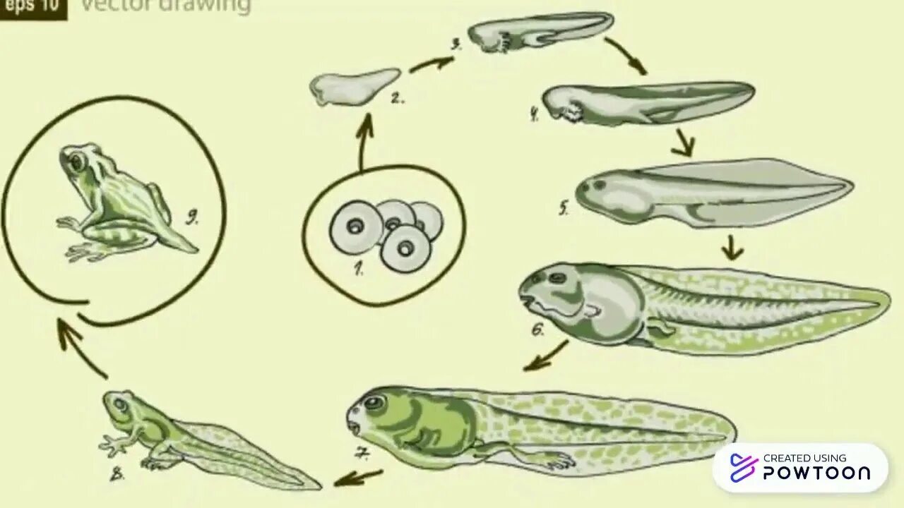 Головастики лягушек цикл. Жизненный цикл развития лягушки. Стадии цикла развития лягушки. Жизненный цикл лягушки zhiznennyy tsikl Lyagushki.