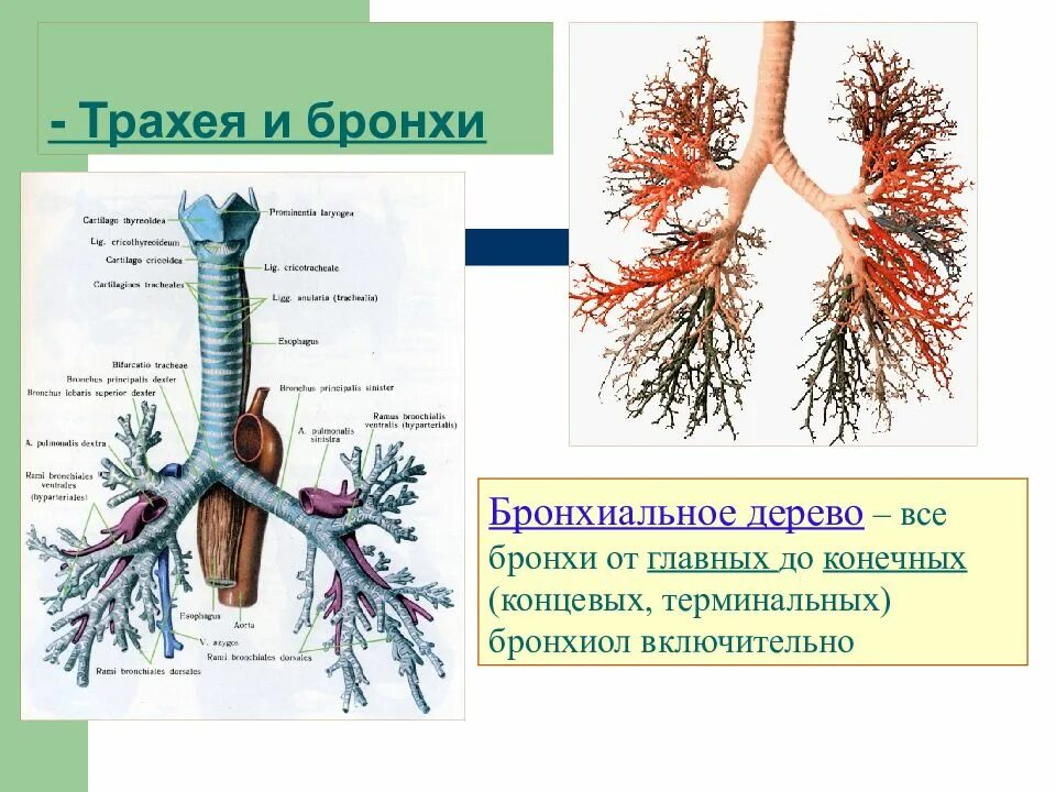 Структуры трахеи и бронхов