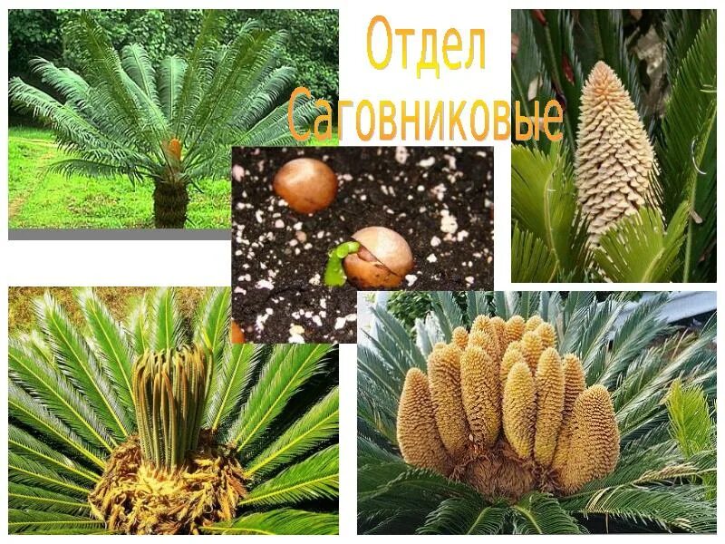 Почему голосеменные семенные. Саговниковые голосеменные. представители саговниковых голосеменных растений. голосеменные класс саговниковые. хвойные гинкговые гнетовые саговниковые.