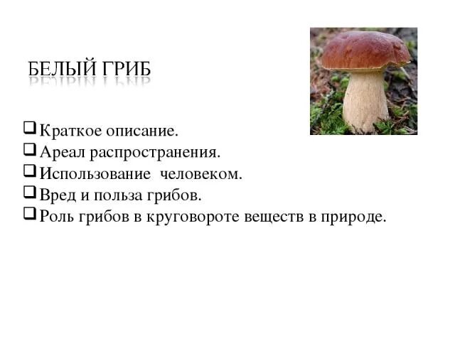 Грибы польза и вред для организма человека. Белый гриб. Белый гриб описание кратко. Полезные грибы для человека. Полезные грибы и информация о них.