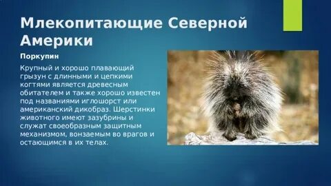 Вид обитающий в америке